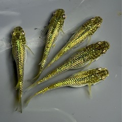 金塊　5匹　1000円の画像