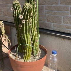 サボテン①の画像