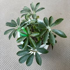 カポック観賞植物の画像