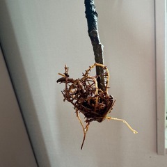 パキラ　ムーンライトの画像