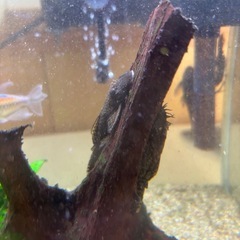 水槽の魚全て！！の画像