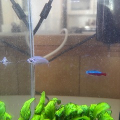 水槽の魚全て！！の画像