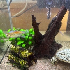 水槽の魚全て！！の画像