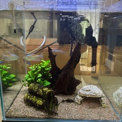 水槽の魚全て！！の画像