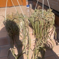 サボテン②の画像