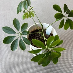 カポック観賞植物の画像