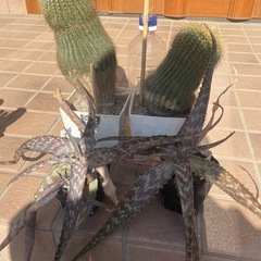 サボテン③の画像