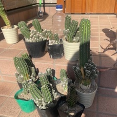 サボテン④の画像