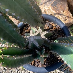 柱サボテンブランチ、鬼面角、68cmの画像