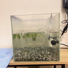 グッピー稚魚(熱帯魚)の画像