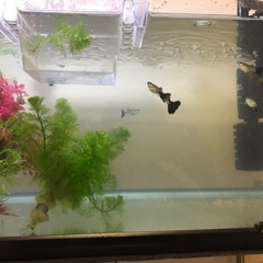 グッピー稚魚(熱帯魚)の画像