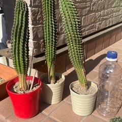 サボテン⑤の画像