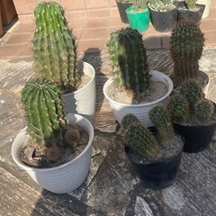 サボテン⑥の画像