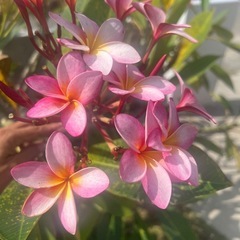プルメリア　苗の画像