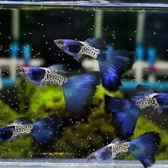 グッピー稚魚(熱帯魚)の画像
