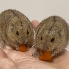 ステップレミング♂兄弟