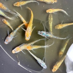 改良メダカ　11月いっぱいで今年の販売は終了します。の画像