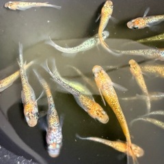 改良メダカ　11月いっぱいで今年の販売は終了します。の画像