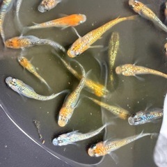 改良メダカ　11月いっぱいで今年の販売は終了します。の画像