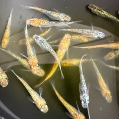 改良メダカ　11月いっぱいで今年の販売は終了します。の画像