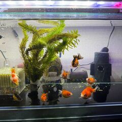 ピンポンパール（国産）幼魚　8匹まとめての画像