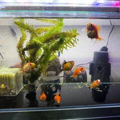 ピンポンパール（国産）幼魚　8匹まとめての画像