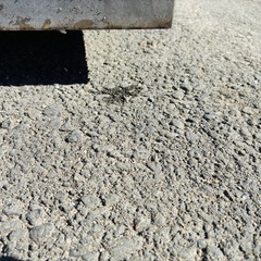 ⭐️業務用⭐️120サイズ　ステンレス作業台　キャビネット　中栄工業の画像