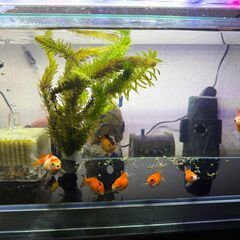 ピンポンパール（国産）幼魚　8匹まとめての画像