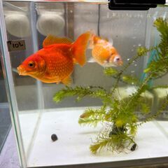 ピンポンパール（国産）幼魚　8匹まとめての画像