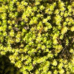 杉苔の画像