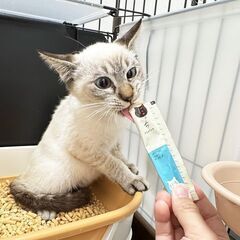 【シャムMIX】ちょっとビビりで可愛い男の子😊