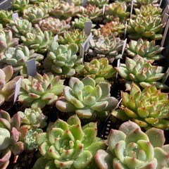 多肉植物寄植えの画像