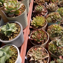 多肉植物寄植えの画像