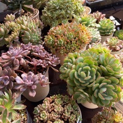 多肉植物寄植えの画像