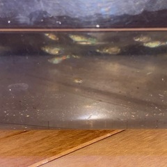 
グッピー？の画像