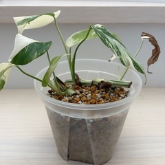 愛知県のモンステラの中古が安い！激安で譲ります・無料であげます