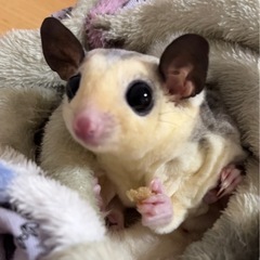 フクロモモンガのオス2歳