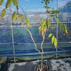 果樹　リュウガン　ロンガン　大苗　③　高さ90cmほどの画像