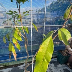 果樹　リュウガン　ロンガン　大苗　③　高さ90cmほどの画像