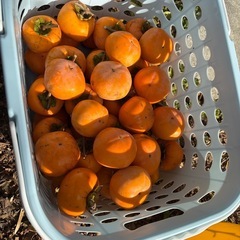 渋柿T字小枝付き干し柿用の画像