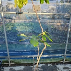 果樹　リュウガン　ロンガン　大苗　④　高さ110cmほどの画像