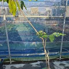 果樹　リュウガン　ロンガン　大苗　④　高さ110cmほどの画像