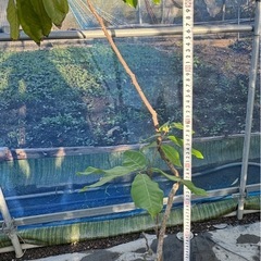 果樹　リュウガン　ロンガン　大苗　④　高さ110cmほどの画像