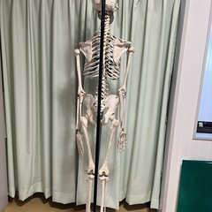 人体骨模型　NOZAKI 160cm 整形外科の画像