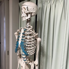 人体骨模型　NOZAKI 160cm 整形外科の画像