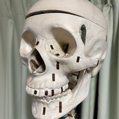 人体骨模型　NOZAKI 160cm 整形外科の画像