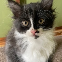 【里親募集】子ねこ