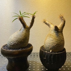 パキポディウム・グラキリス　塊根植物の画像