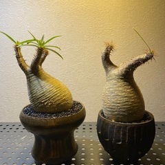 パキポディウム・グラキリス　塊根植物の画像