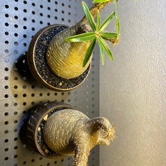 パキポディウム・グラキリス　塊根植物の画像